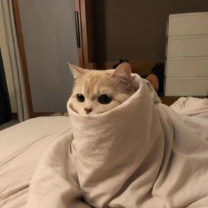 自由独立