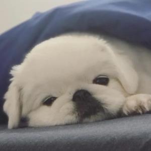 梦想成真