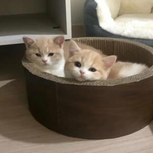 纷飞的阳光