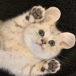 莲子