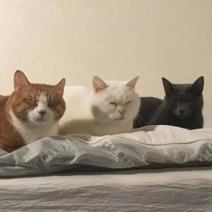 轻舞