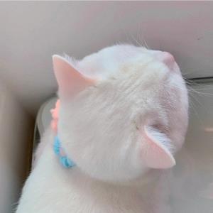 颜如玉