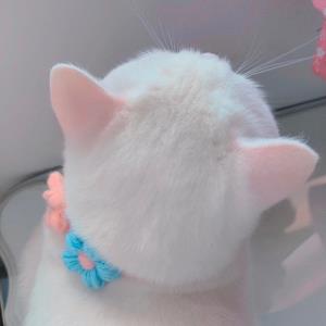 紫蝶