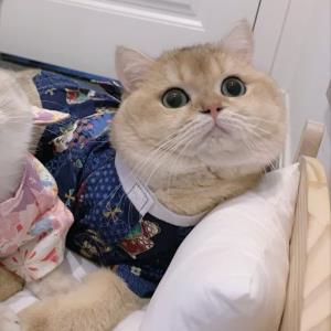 红叶