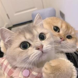 梦妍