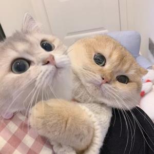 花儿