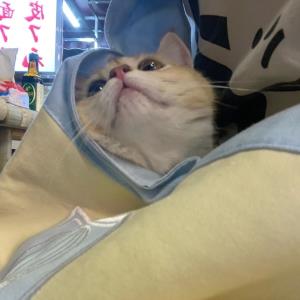 珊瑚