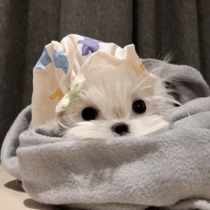 小鹿