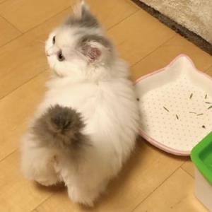 蛋糕