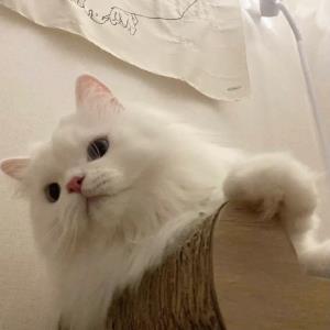 萍水