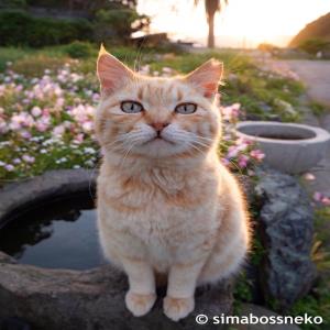 茉莉花