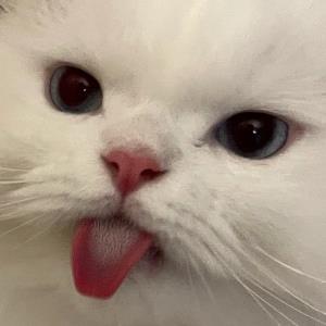 紫梅