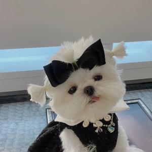 真善美
