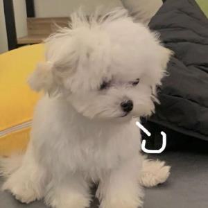 翠华