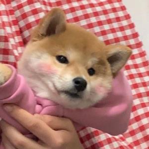 玉瑶