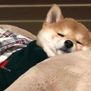 喵儿