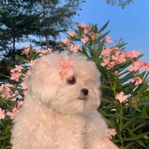 紫竹