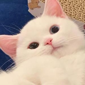 月光