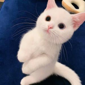 洛洛