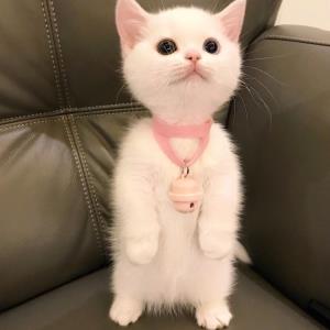 小贝贝