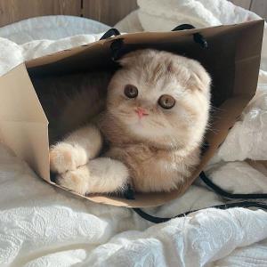 小草