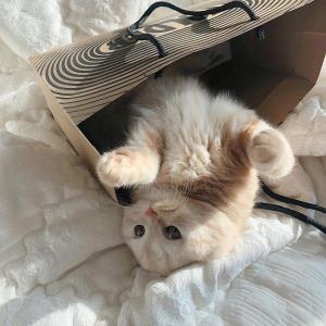 小牛牛