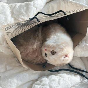 紫冰