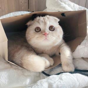 紫嫣