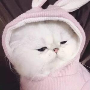 紫韵