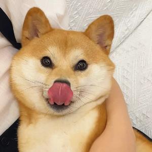 紫翎