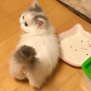 紫菊