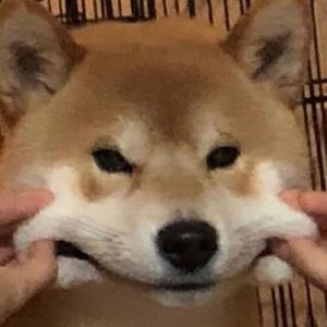 紫悦