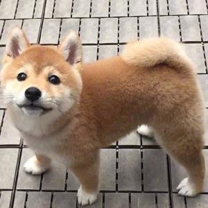 紫逸