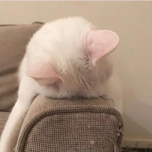 紫阳