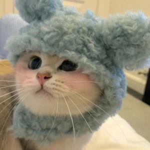 紫菲