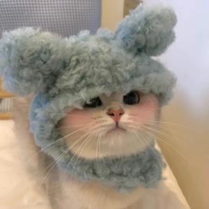 紫菡