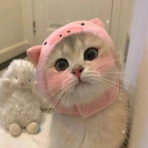 紫蓉