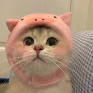 紫婷