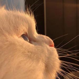 紫凤