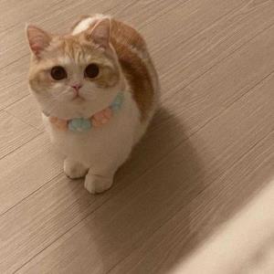 紫燕子