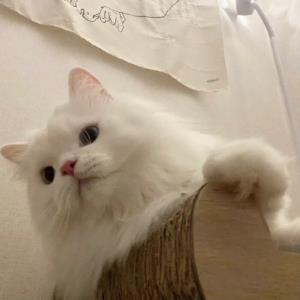 紫书