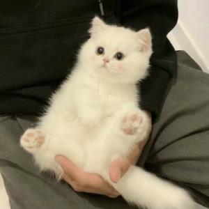 紫蕾儿