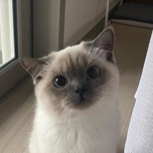 紫阙