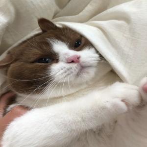 紫枫叶