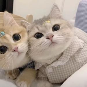 紫霄