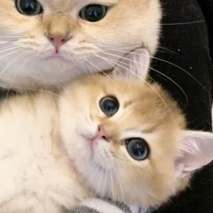 紫蓝色