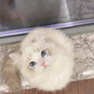 紫箭