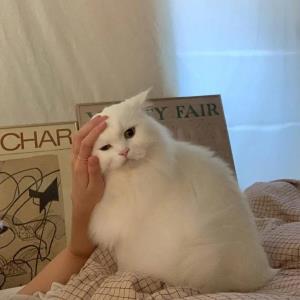 美妙心情