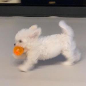 静音