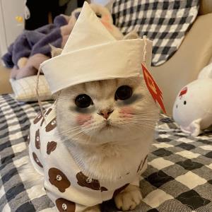 梦蝶